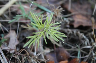 <i>Ajuga chamaepitys</i>
