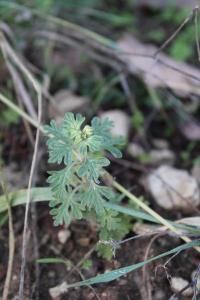 <i>Teucrium botrys</i>