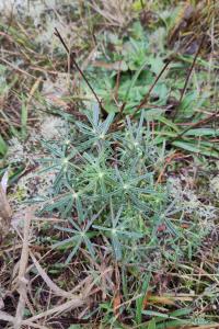<i>Lupinus angustifolius</i>