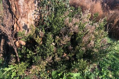 <i>Ruscus aculeatus</i>