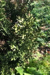 <i>Ruscus aculeatus</i>