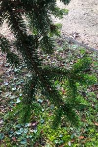 <i>Abies alba</i>