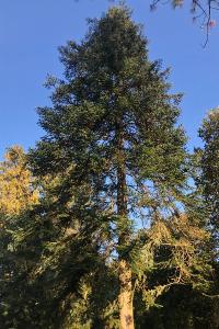 <i>Abies alba</i>