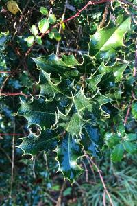 <i>Ilex aquifolium</i>