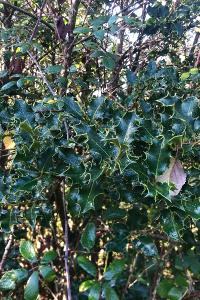 <i>Ilex aquifolium</i>