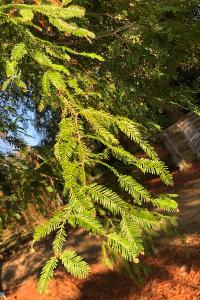 <i>Sequoia sempervirens</i>