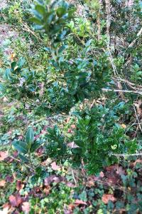 <i>Buxus sempervirens</i>