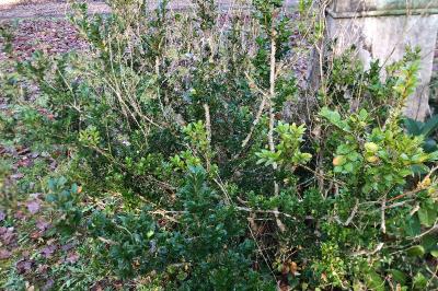 <i>Buxus sempervirens</i>