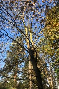<i>Platanus orientalis</i>