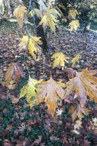 <i>Platanus orientalis</i>
