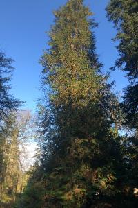 <i>Chamaecyparis lawsoniana</i>