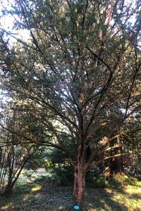 <i>Taxus baccata</i>
