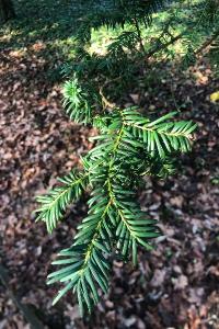 <i>Taxus baccata</i>