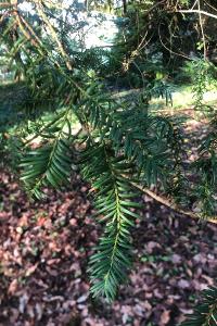 <i>Taxus baccata</i>