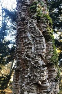 <i>Quercus suber</i>