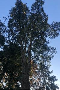 <i>Quercus suber</i>
