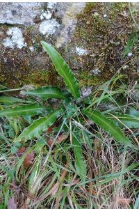 <i>Asplenium scolopendrium</i>