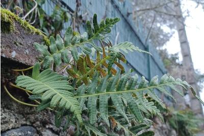 <i>Polypodium</i>