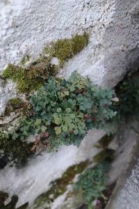 <i>Asplenium ruta-muraria</i>