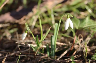 <i>Galanthus nivalis</i>