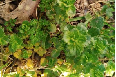 <i>Veronica persica</i>