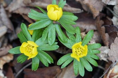 <i>Eranthis hyemalis</i>