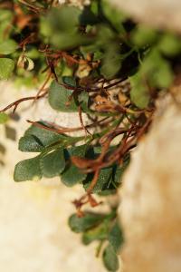 <i>Asplenium ruta-muraria</i>