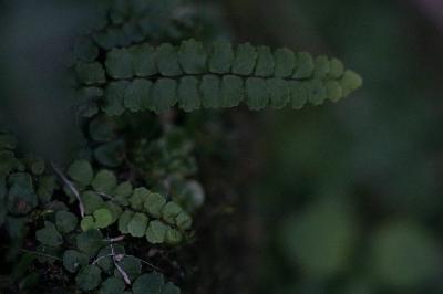 <i>Asplenium trichomanes</i>
