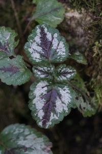 <i>Lamium galeobdolon</i>