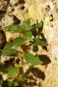 <i>Parietaria judaica</i>