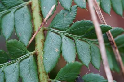 <i>Polystichum setiferum</i>