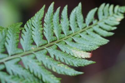 <i>Polystichum aculeatum</i>