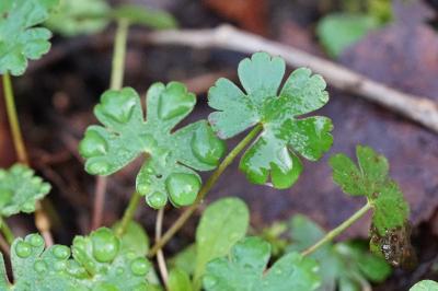 <i>Geranium lucidum</i>