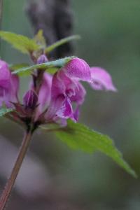 <i>Lamium maculatum</i>