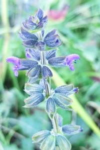 <i>Salvia verbenaca</i>