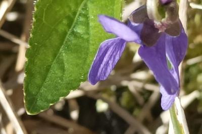<i>Viola hirta</i>