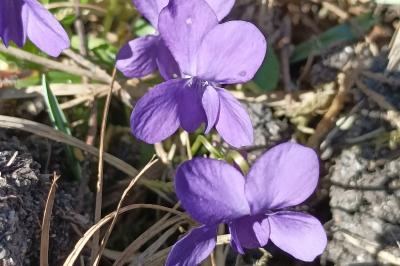 <i>Viola hirta</i>
