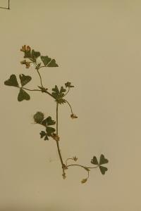 <i>Medicago polymorpha</i>