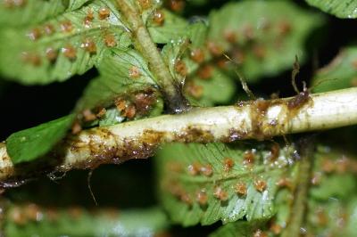 <i>Dryopteris borreri</i>