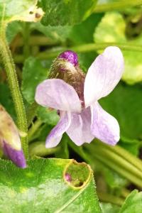 <i>Viola odorata</i>