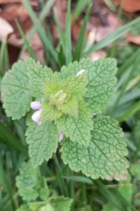 <i>Lamium purpureum</i>