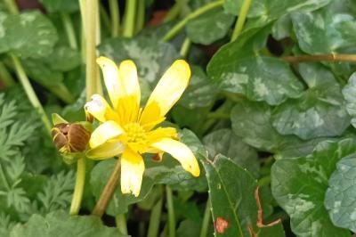 <i>Ficaria verna</i>