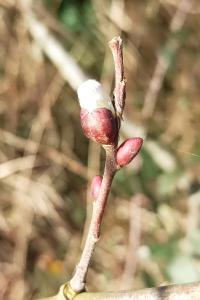<i>Salix</i>