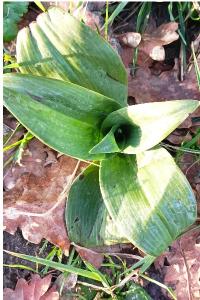 <i>Himantoglossum hircinum</i>