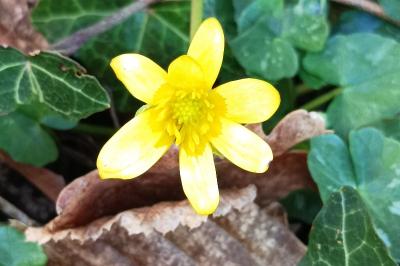 <i>Ficaria verna</i>