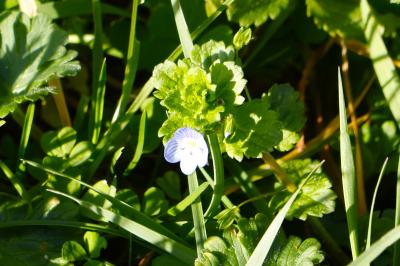 <i>Veronica persica</i>