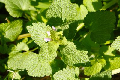 <i>Lamium purpureum</i>