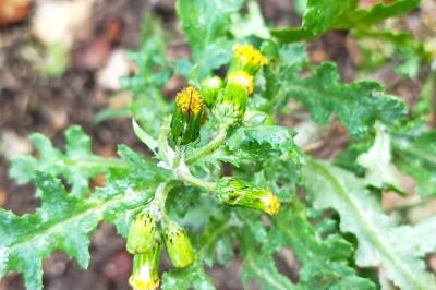 <i>Senecio vulgaris</i>
