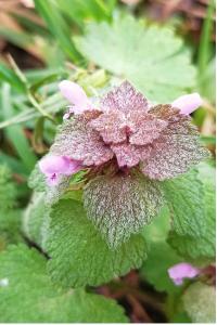 <i>Lamium purpureum</i>