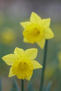 <i>Narcissus pseudonarcissus</i>